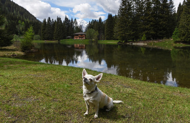 cane al lago montagna laghetto trentino 