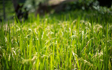 Rice field in Bali, Indonesia