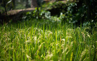 Rice field in Bali, Indonesia