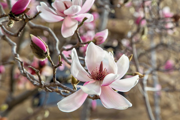 Beautiful pink branch of magnolia on the blossom tree blooms in large beautiful pink flowers on the background of the blue sky.
