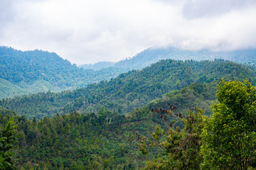 Fototapeta na wymiar Wild tropical rainforest in Bali, Indonesia