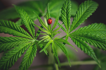 Cannabis leaves on blurred background. Legal medical cannabis green plant with ladybug on it. Hemp...