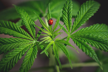 Cannabis leaves on blurred background. Legal medical cannabis green plant with ladybug on it. Hemp oil and cosmetics, medical marijuana, alternative remedy concept © CrunchyBeans