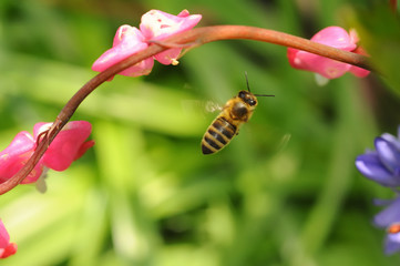 Beautiful macro from a bee fyling/hovering in the air around a bleeding heart (Lamprocapnos spectabilis) with nice soft bokeh and overall vivid colors The wing beat leads to a nice motion blur