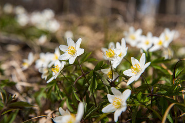 Wood anemones. Small white flowers on spring field.