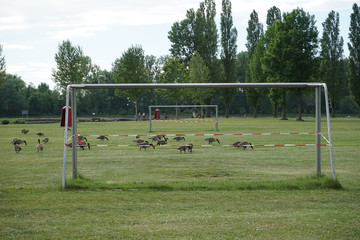 Fußballtore mit Wildgänsen © Karoline