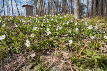 Wood anemones. Small white flowers on spring field.