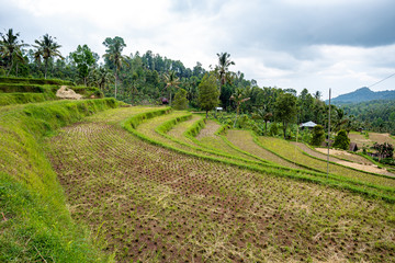 Fototapeta na wymiar Harvested rice field in Bali, Indonesia