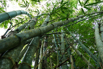 Fototapeta premium Tropic Bamboo forest view into the treetop