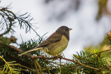 Common Yellowthroat (Geothlypis trichas) small warbler perched on branch in forest