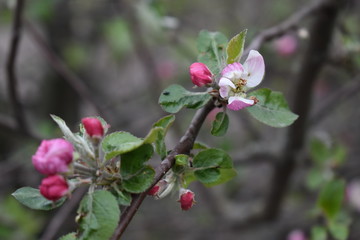 flowering trees