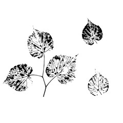 Imprints of leaves on a white background. Black prints of tree leaves on a white background. Branch with leaves. Vector.