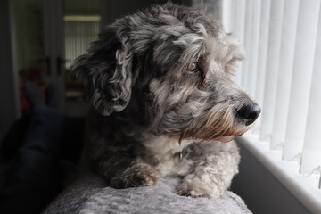 Pet dog looking out window on sofa