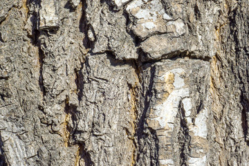 tree bark close-up background texture. cracks old brown for design