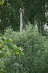 Storchennest