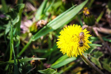 Bee on yellow flower