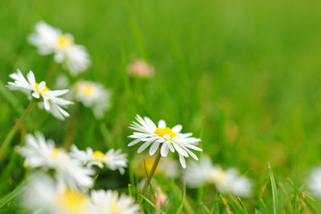 Several daisies with a yellow blossom core and white leaves worund it; the daisy are located between grass blades