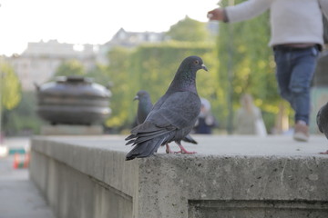 Pigeon in the Champ de Mars, Paris, France