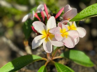 plumeria flower