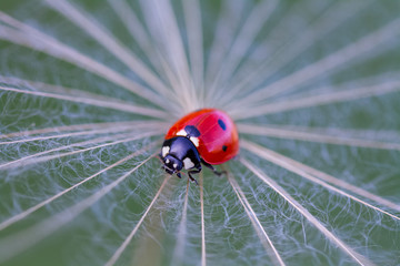 Close-up isloated ladybug on dandelion seeds with bokeh effect background