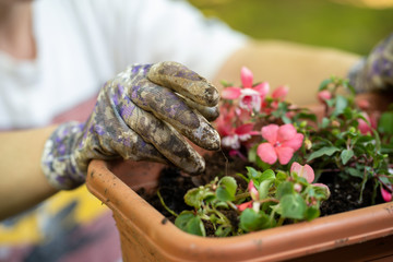 Caucasian woman planting flowers wearing gardening gloves.