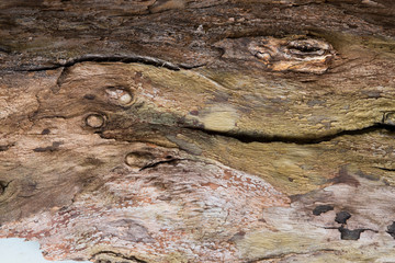 Eucalyptus Bark #4