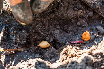 Onion seeds planted in a trench spilled with water close-up