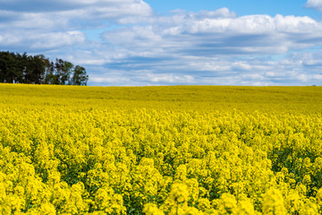 Obraz premium A blooming field of rapeseed against a clear blue sky with shades caused by clouds