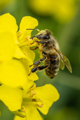 A bee searching for and eating nectar on a rapeseed flower