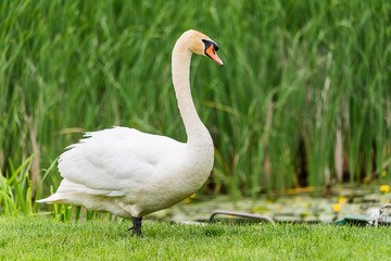 A swan walks on the grass by the lake