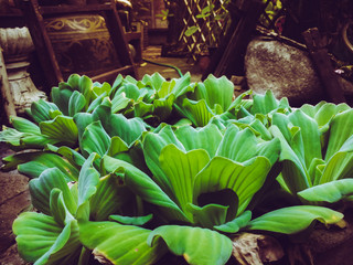 Water Lettuce in Garden Backyard 