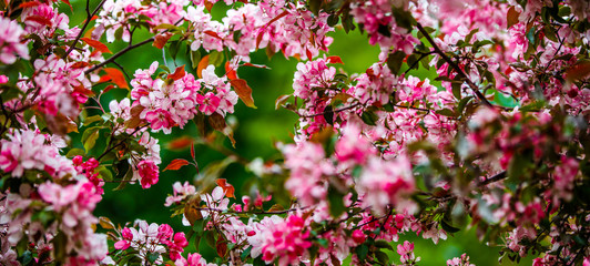 Spring cherry blossoms on a green background