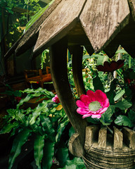 pink flowers in a wooden box