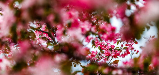 Pink spring blooming sakura