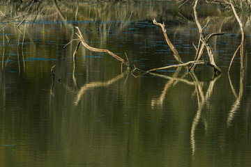 Riflessi  e forme sul lago Paola