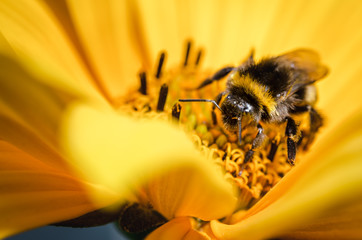 pollination by a bumblebee of a flower/Closeup. Pollinations of concept