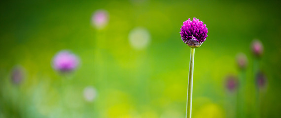 Spring web banner with a single purple spring flower of decorative onion in focus on a blurry...