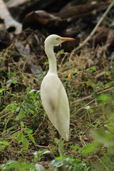 great white heron