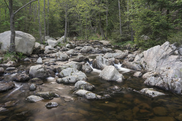 mountain river in the forest