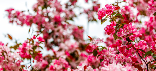 pink flowers background