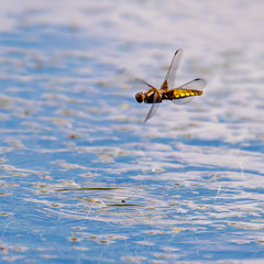 Beautiful big dragonfly on the grass on a blurred background. Dragonfly on flower macro view. Dragonfly profile. Dragonfly macro view.