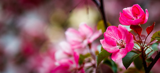 Copy space with cherry blossoms