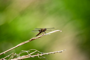 Beautiful big dragonfly on the grass on a blurred background. Dragonfly on flower macro view. Dragonfly profile. Dragonfly macro view.