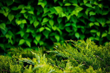 Spring copy space with a smooth line of green bushes against the background of blooming apple trees out of focus