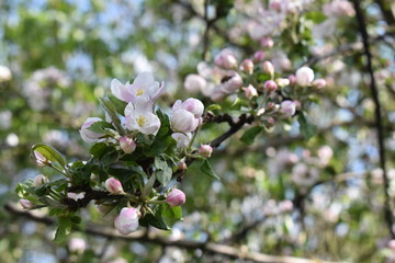 apple tree blossom
