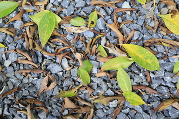 Banyan leaves fall on the ground.