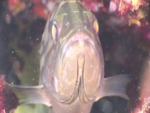 grouper fish underwater close up eyes looking to camera ocean scenery  fish portrait