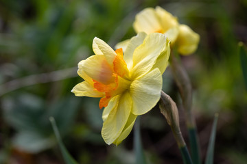 Yellow flowers narcissus. Background Daffodil narcissus with yellow buds and green leaves.