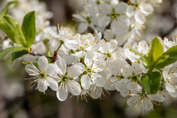 Obraz premium branch of blooming cherry tree