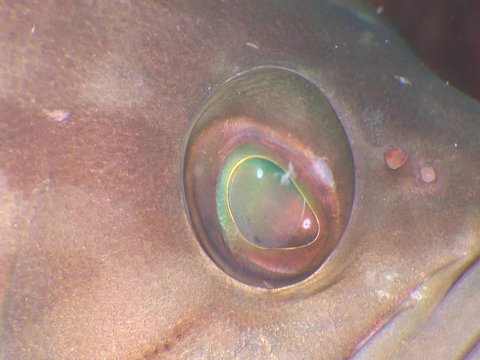 grouper fish underwater close up eyes looking to camera ocean scenery  fish portrait